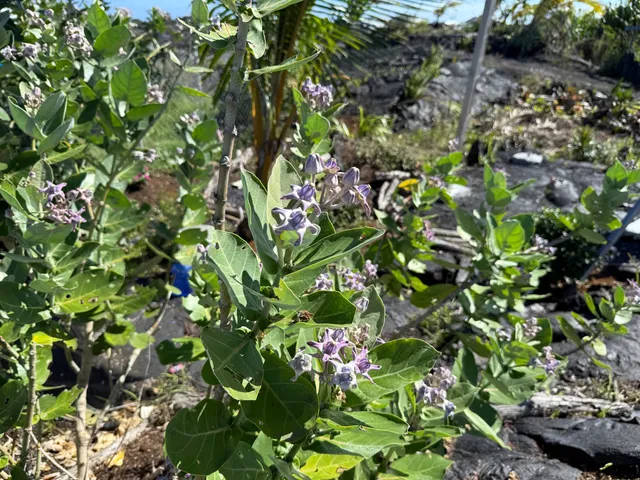 $69,900 | 12-5419 Ala Lokelani, Pahoa, HI 96778