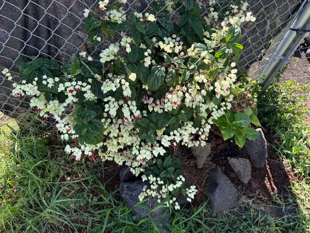 $69,900 | 12-5419 Ala Lokelani, Pahoa, HI 96778