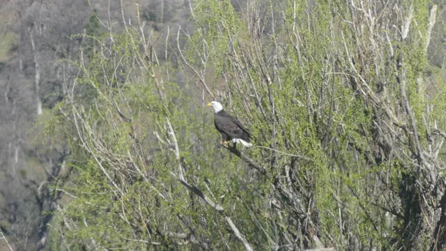a view of a field with trees in the background