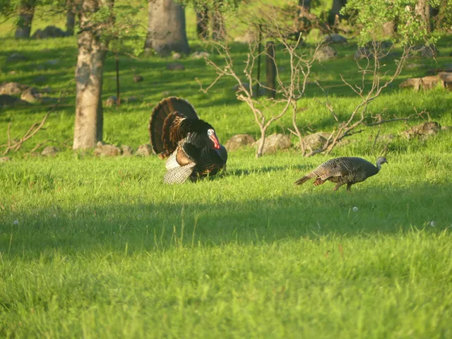 a view of a city with a mountain