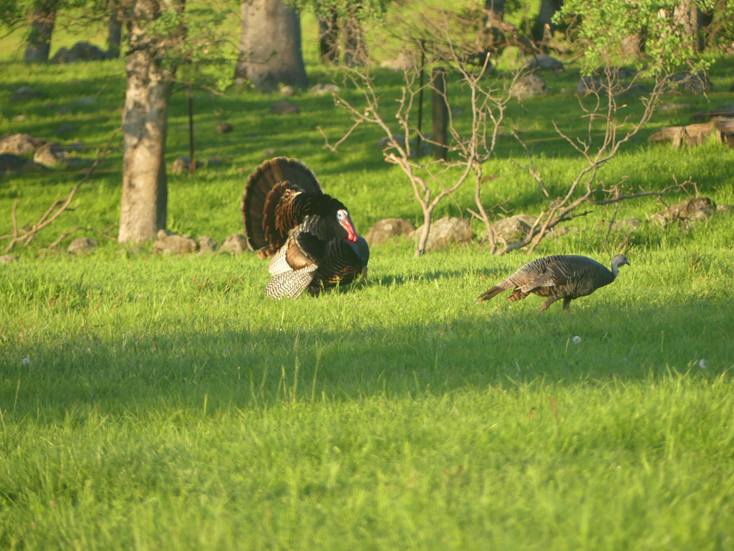 9568 Blue Mountain Ranch Road Whitmore, CA 96096 - Photo 42 of 93 P1090195