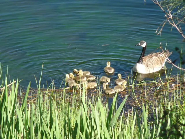 a view of a grassy area with an ocean and trees