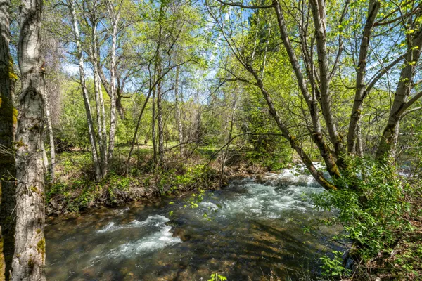 a view of a lot of trees and bushes