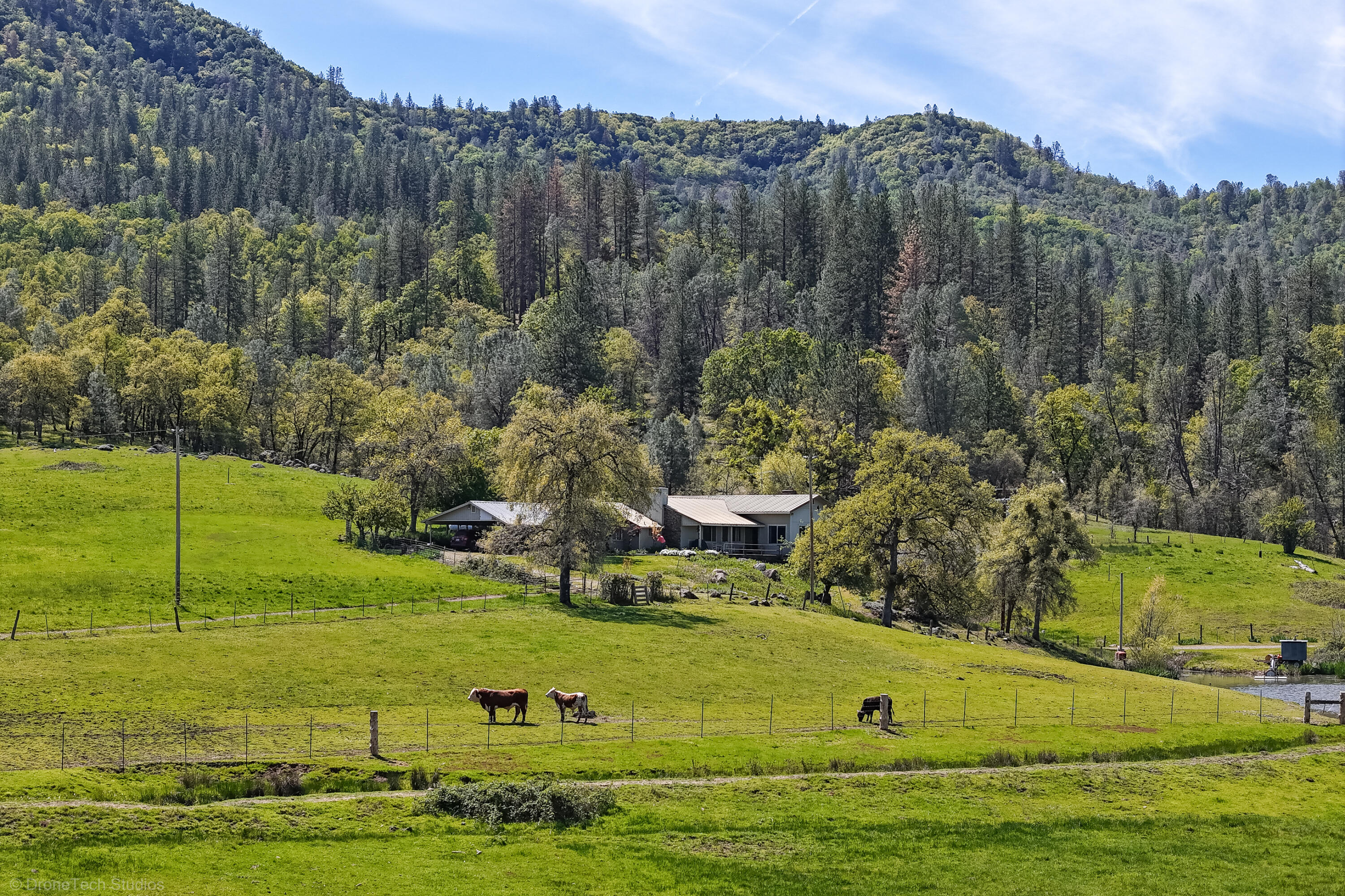 9568 Blue Mountain Ranch Road Whitmore, CA 96096 - Photo 83 of 93 a view of a garden with an outdoor space