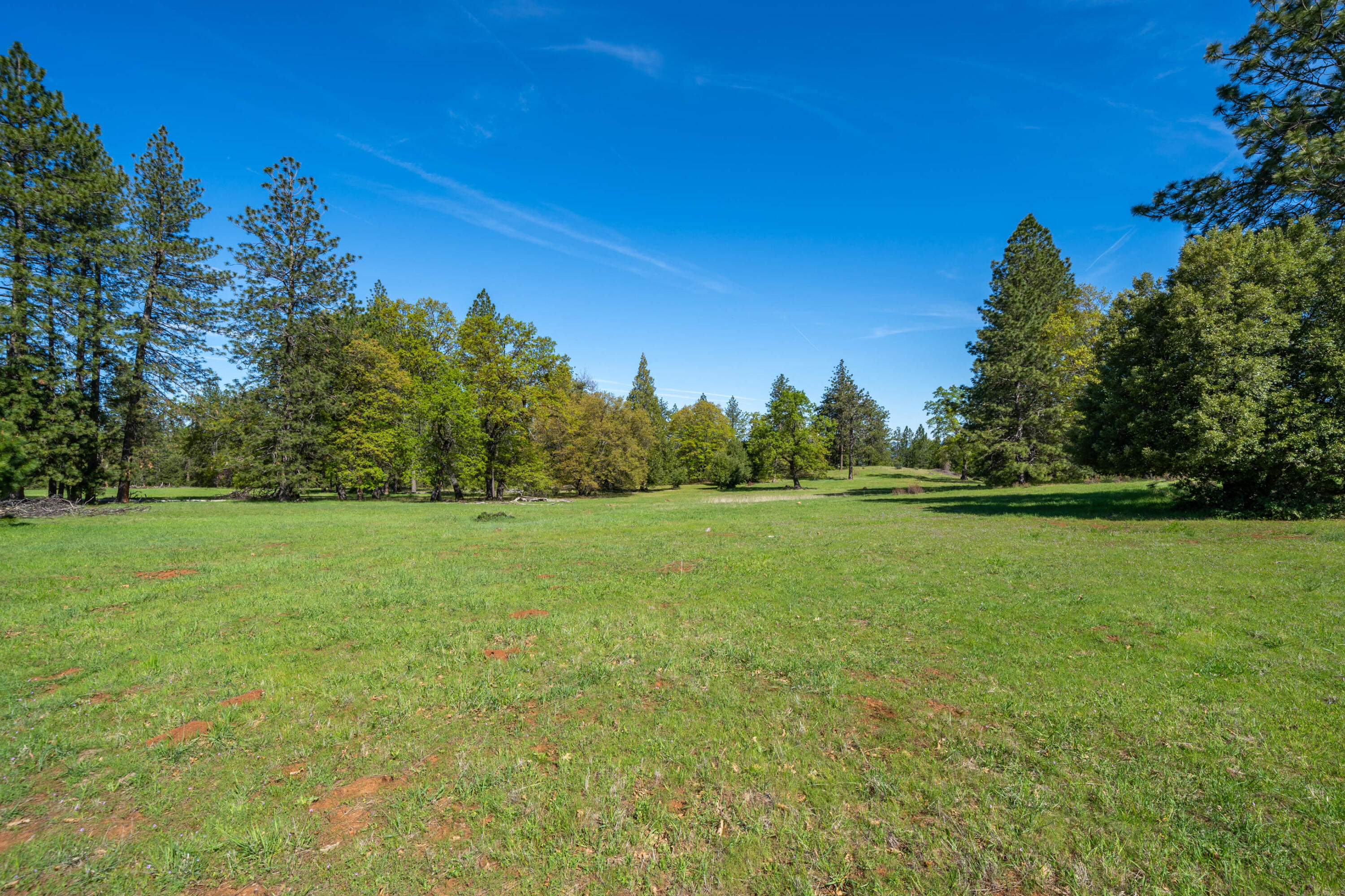 9568 Blue Mountain Ranch Road Whitmore, CA 96096 - Photo 89 of 93 a view of field with trees in the background
