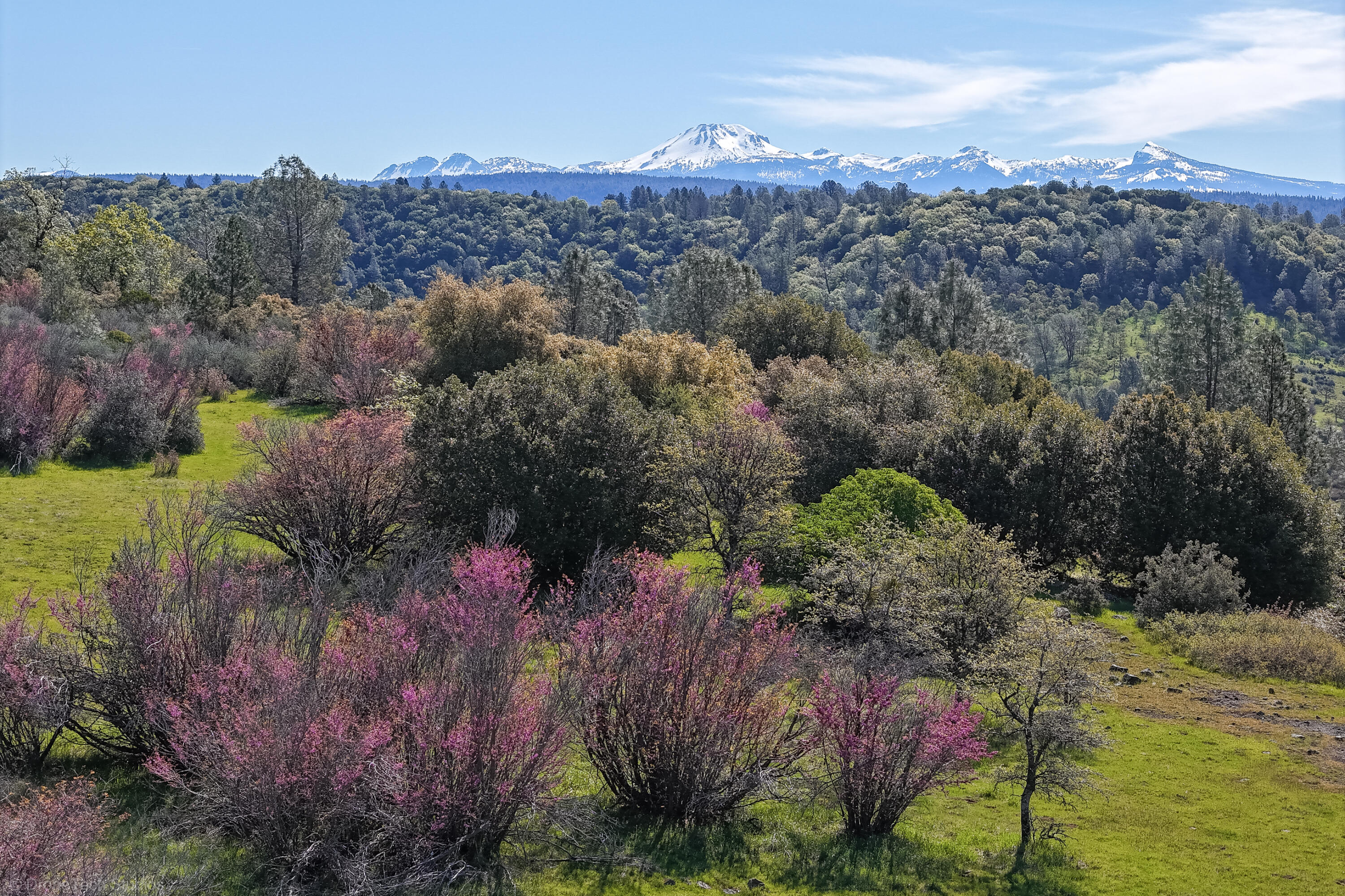 9568 Blue Mountain Ranch Road Whitmore, CA 96096 - Photo 90 of 93 a view of a lot of trees and bushes
