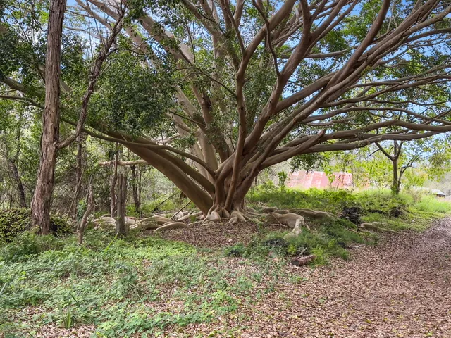 a view of outdoor space and trees