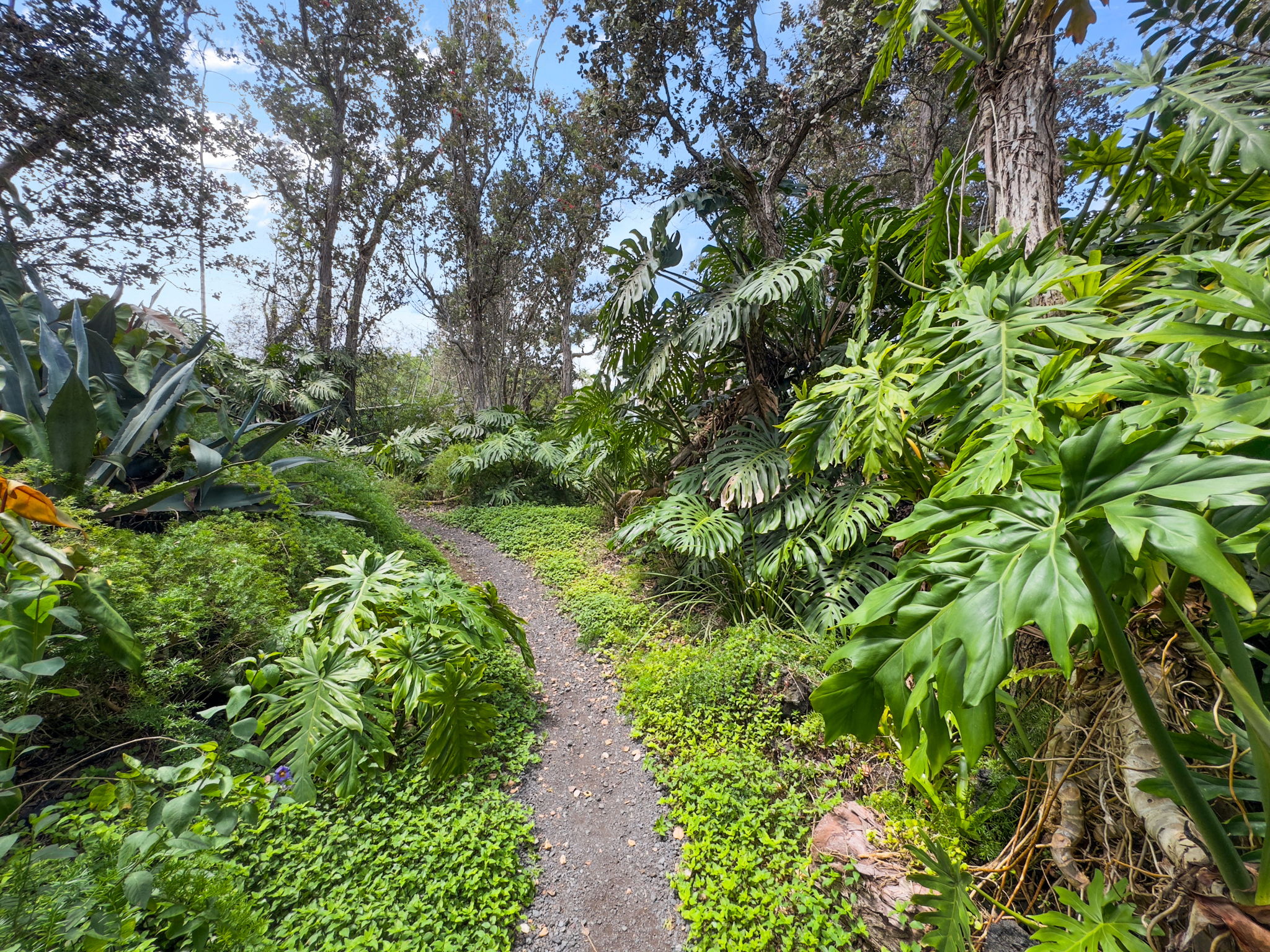 92-1347 Rd To The Sea Ocean View, HI 96704 - Photo 29 of 30 a lush green forest with lots of trees