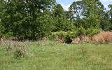 1508 Rainbow Acres Road Fernandina Beach, FL 32034 - Photo 5 of 10 Gallery Image 5