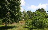 1508 Rainbow Acres Road Fernandina Beach, FL 32034 - Photo 6 of 10 Gallery Image 6