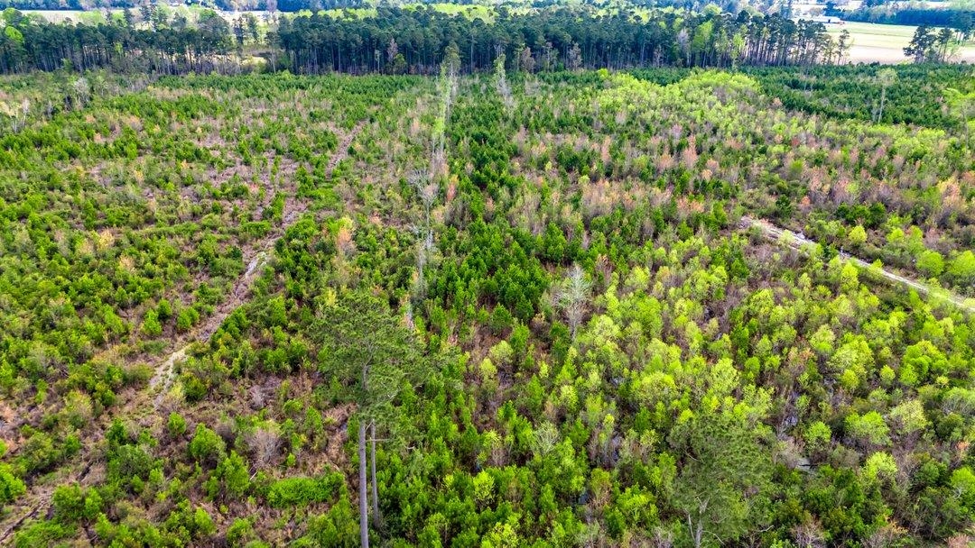 Tbd Jordan Road Galivants Ferry, SC 29544 - Photo 5 of 11