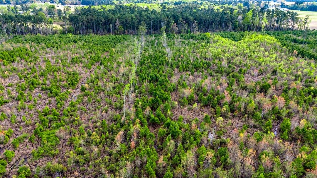 Tbd Jordan Road Galivants Ferry, SC 29544 - Photo 6 of 11