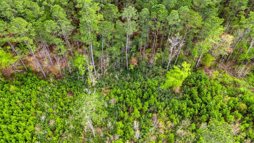 Tbd Jordan Road Galivants Ferry, SC 29544 - Photo 9 of 11