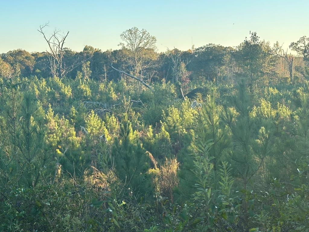 250 Adams Mill Road Clayton, AL 36016 - Photo 7 of 74