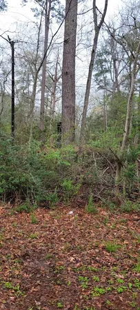 a big yard with lots of green space and trees