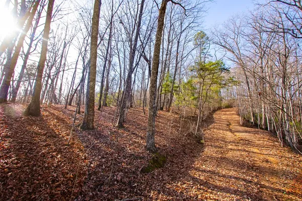 a pathway of a yard