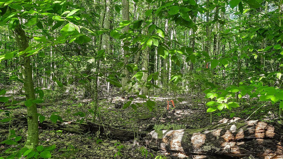 Lot 29 North Grey Road Greene, ME 04236 - Photo 19 of 21 20240731131036193095000000-o