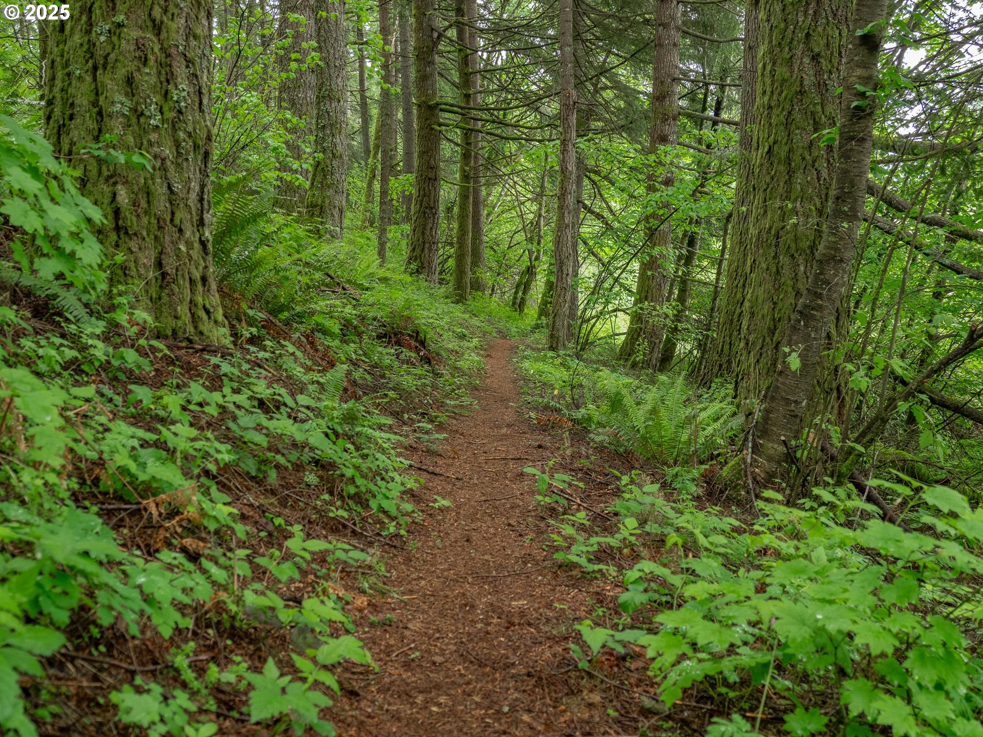 72 Patrick Lane Washougal, WA 98671 - Photo 35 of 48 a view of a lush green forest