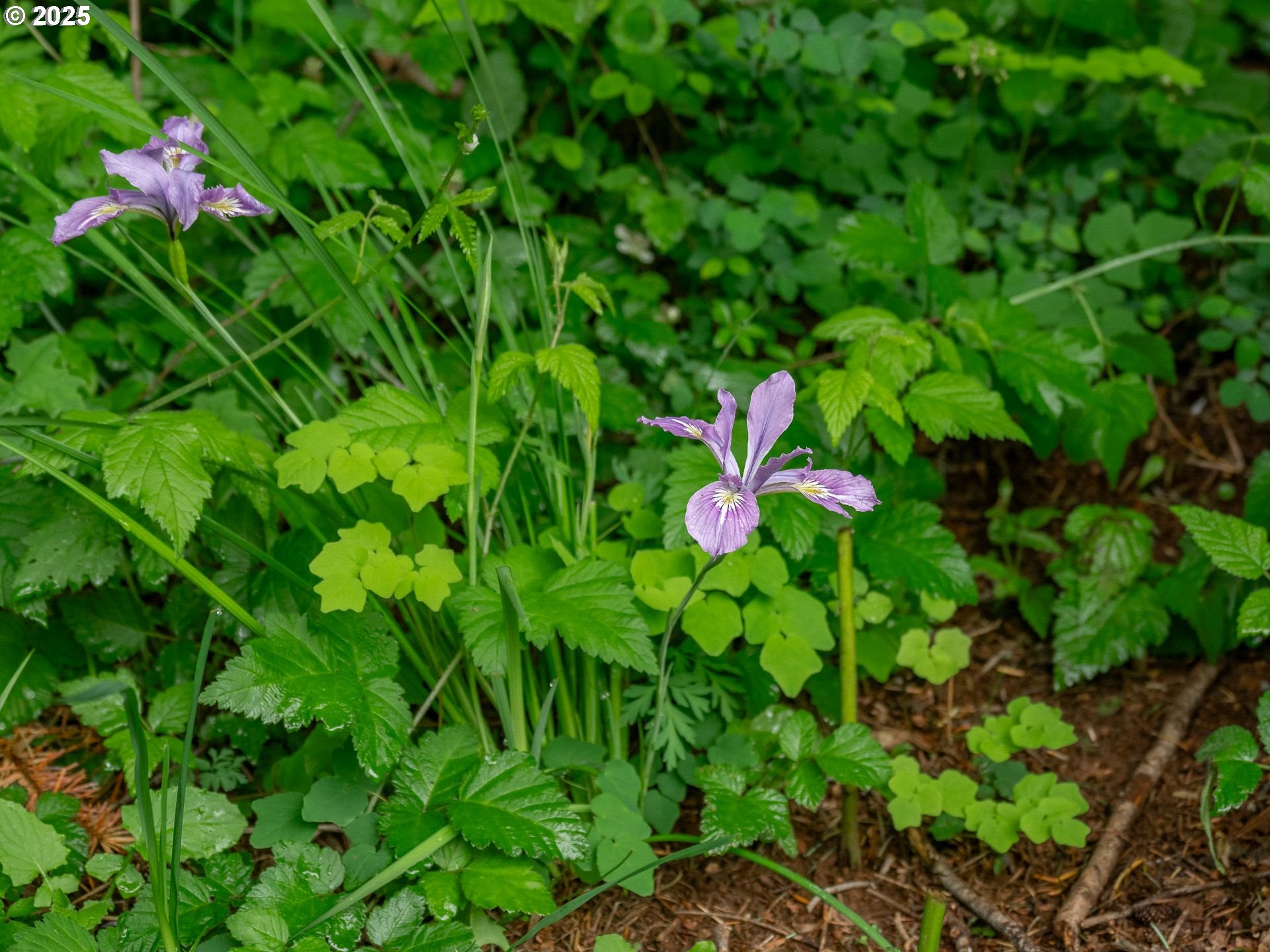 72 Patrick Lane Washougal, WA 98671 - Photo 36 of 48 a view of a flower in a garden