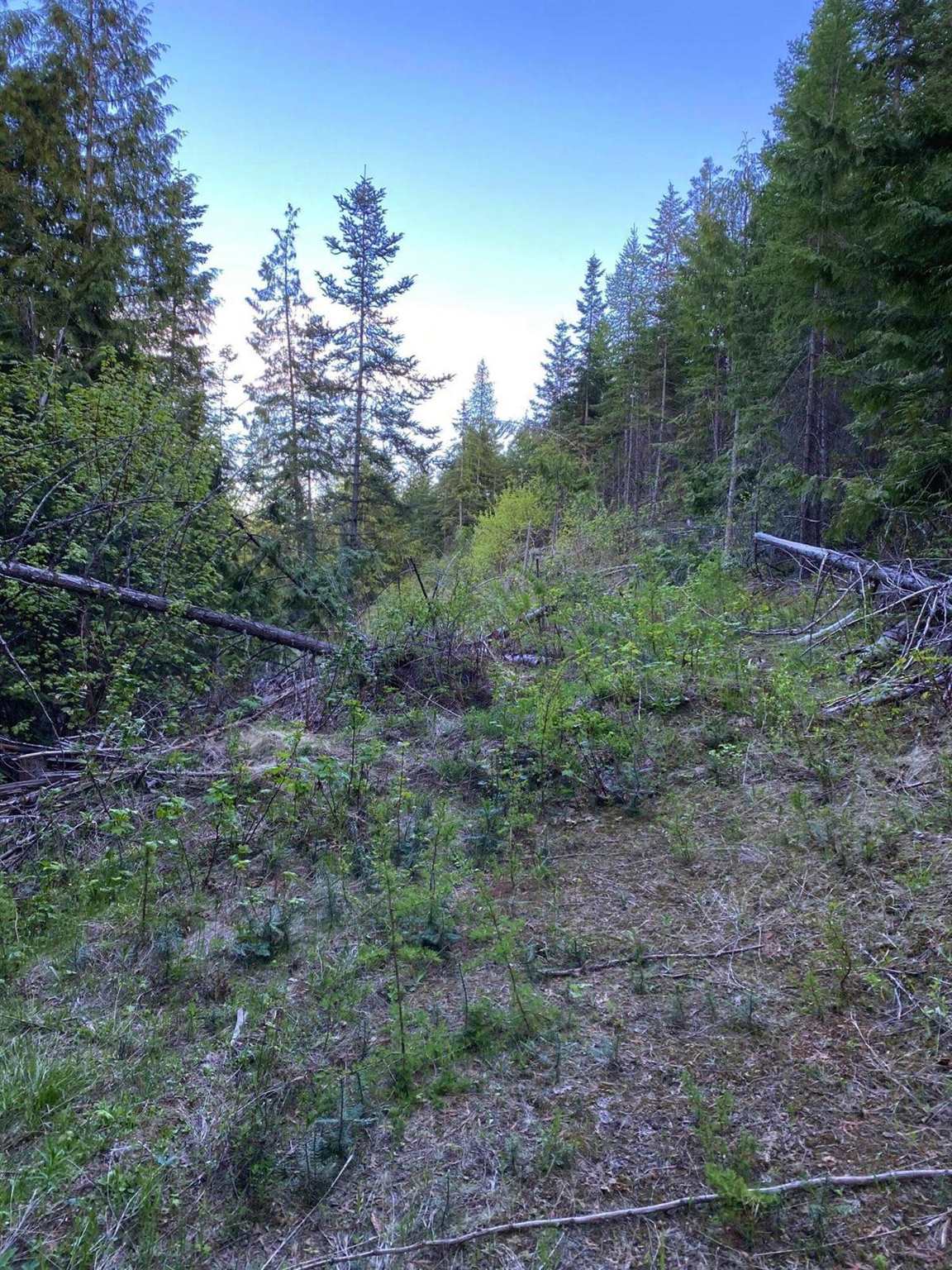 Xxxxtbd East Deer Lake Road Loon Lake, WA 99148 - Photo 1 of 12 Gallery Image 1