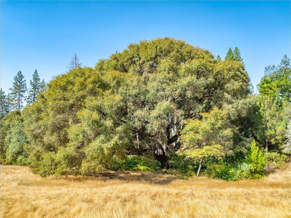 5595 Hackomiller Road Garden Valley, CA 95633 - Photo 29 of 42 a view of a field