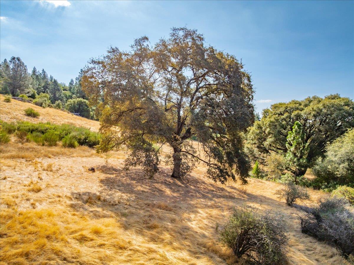 5595 Hackomiller Road Garden Valley, CA 95633 - Photo 33 of 42 a backyard of a house with large trees