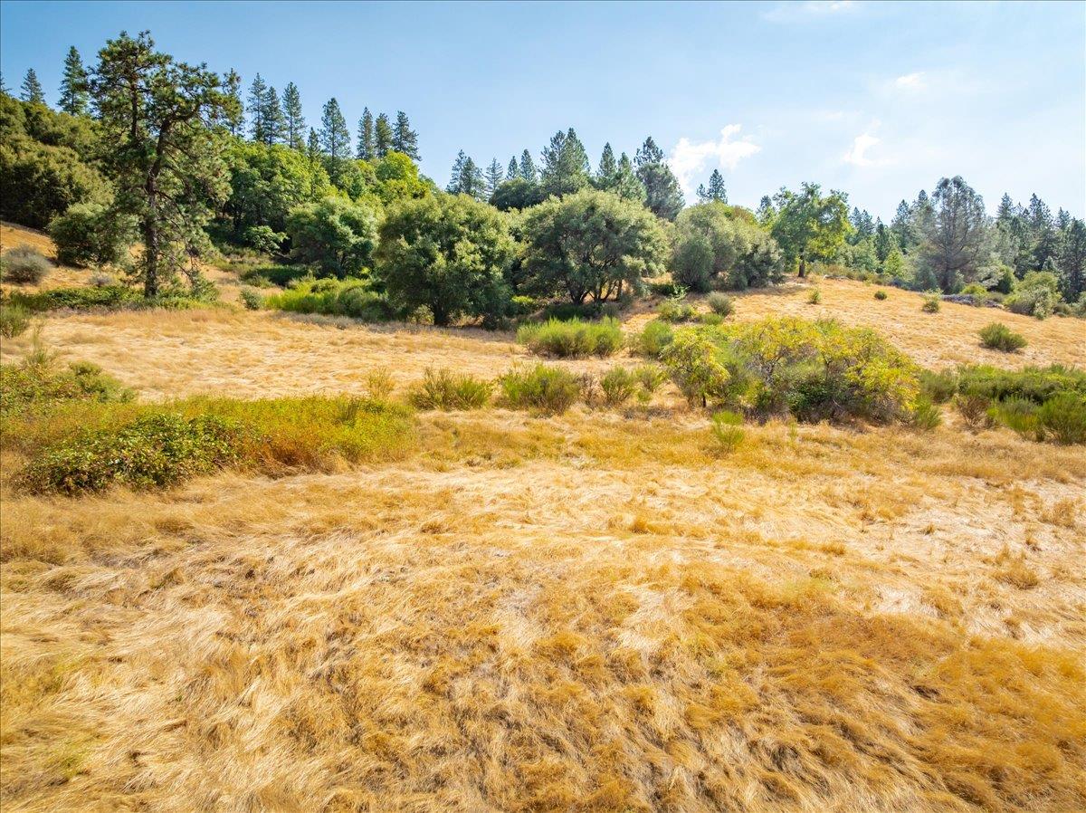 5595 Hackomiller Road Garden Valley, CA 95633 - Photo 34 of 42 a view of a yard with an trees