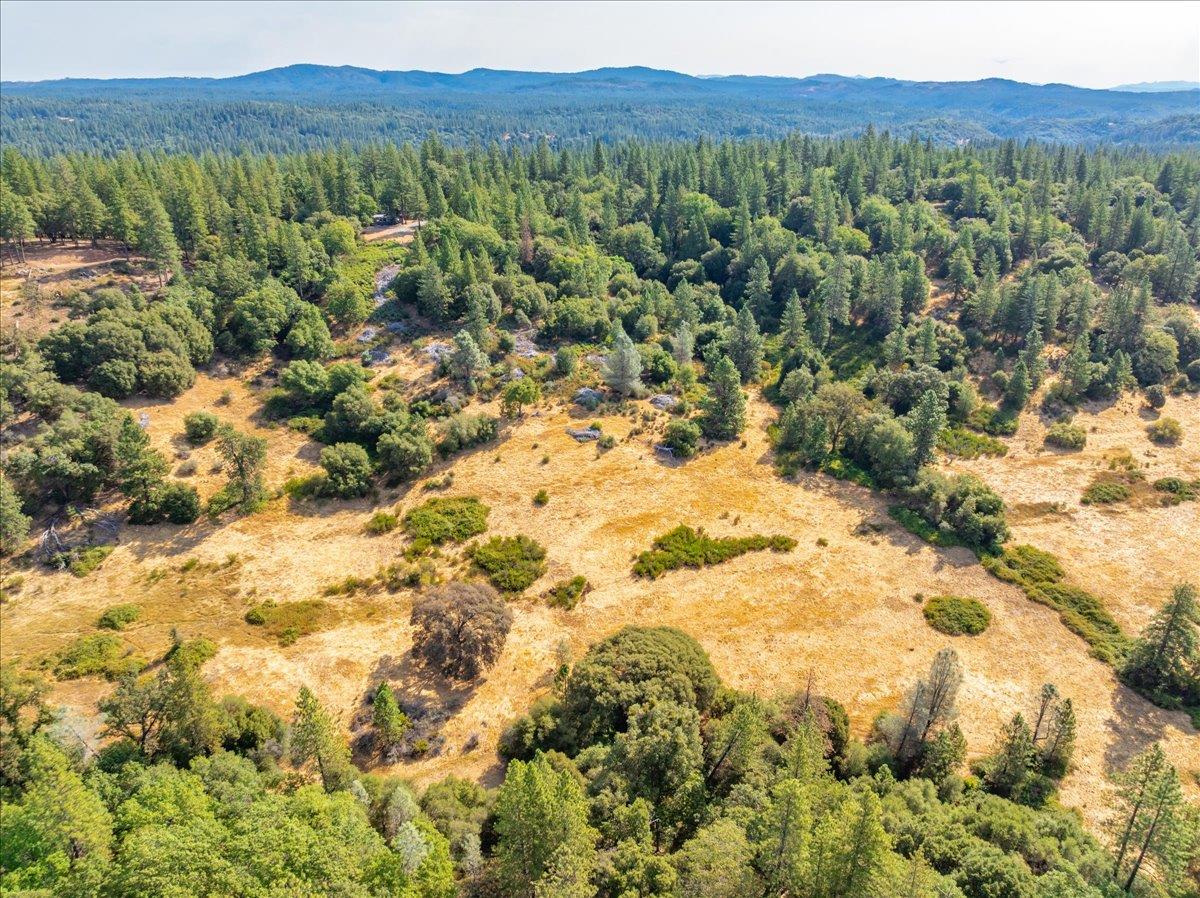 5595 Hackomiller Road Garden Valley, CA 95633 - Photo 40 of 42 a view of a forest with a tree