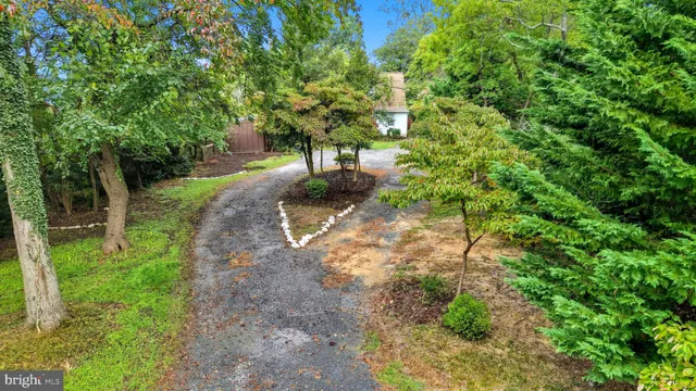 a view of a yard with plants and trees