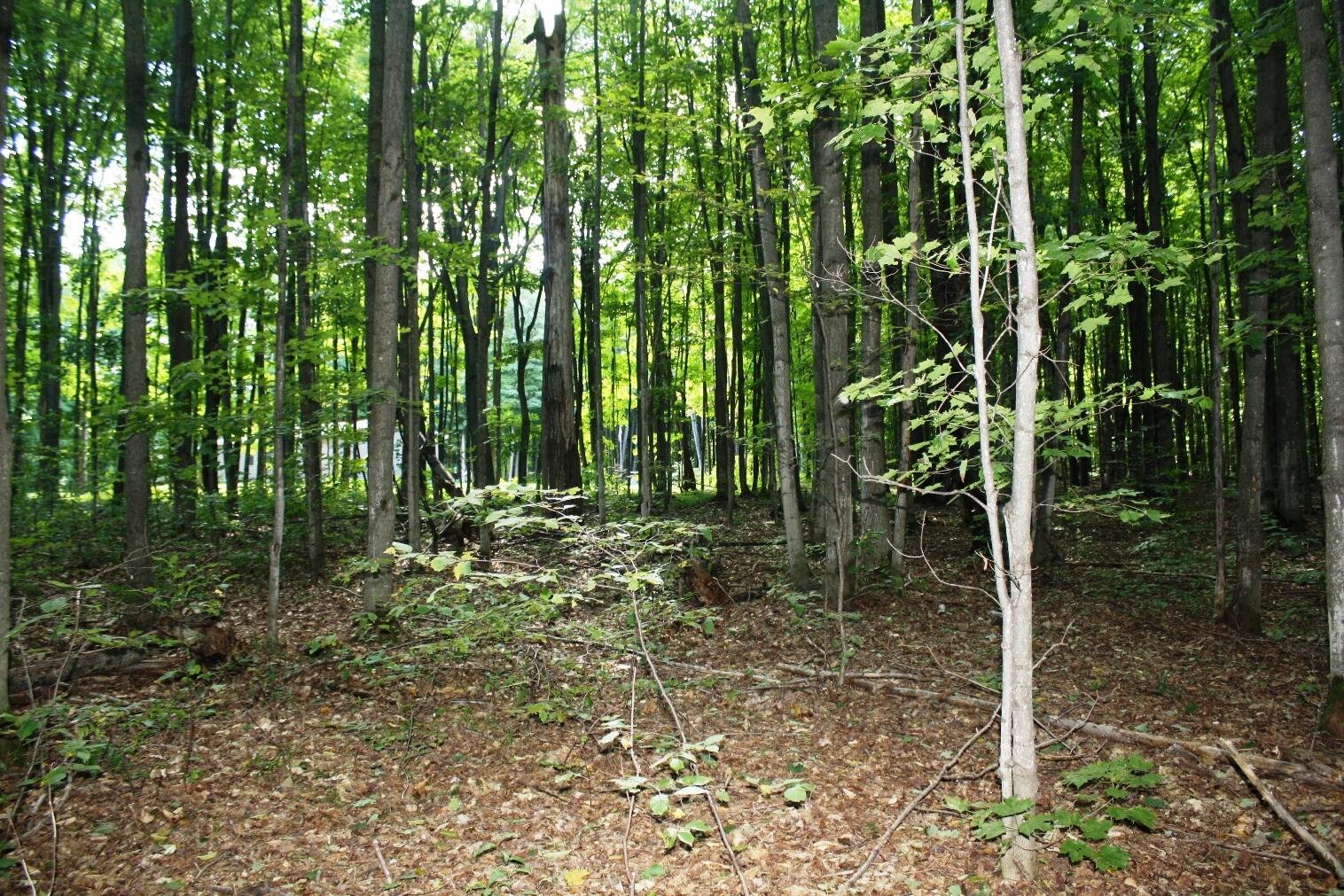 Estelle Road Gaylord, MI 49735 - Photo 6 of 12