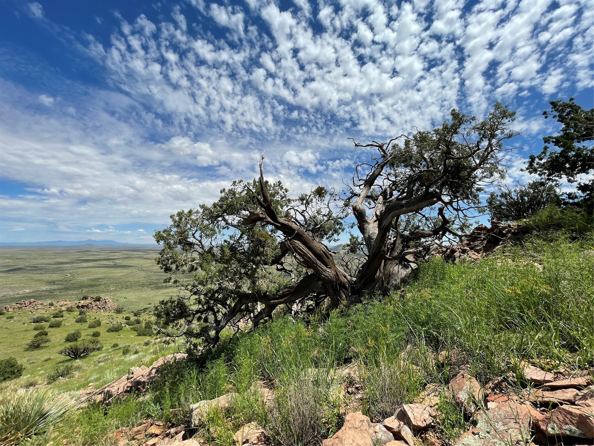 Pitchfork Pitchfork Ranch Silver City, NM 88061 - Photo 26 of 56