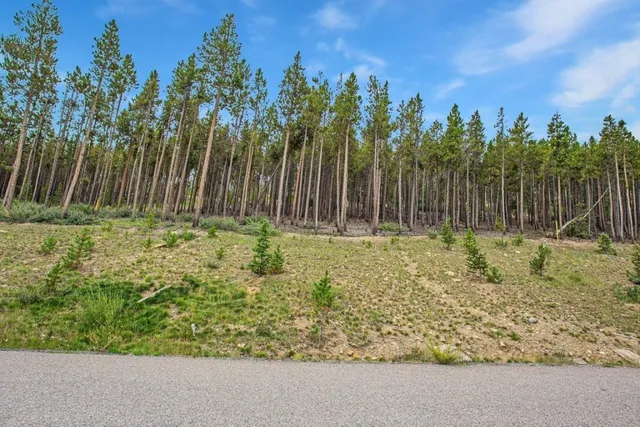 a view of a yard with trees