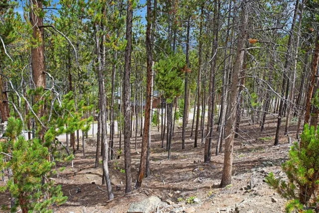 a plant that is in front of a yard