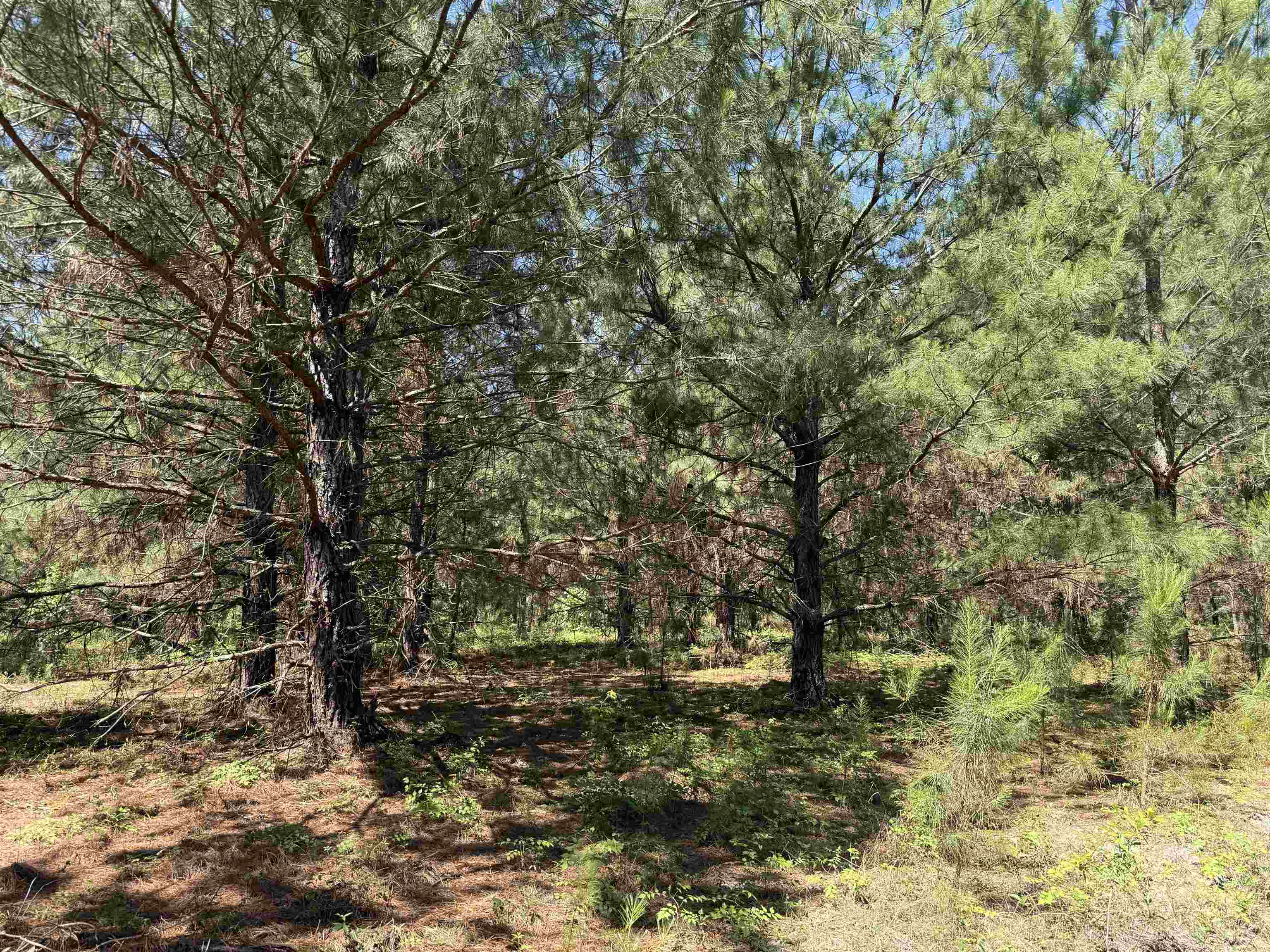 5432 June Burn Road Manning, SC 29102 - Photo 28 of 32