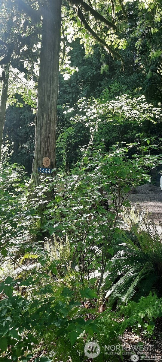 8444 South Cascade Road Marblemount, WA 98267 - Photo 25 of 30 a large tree in a yard