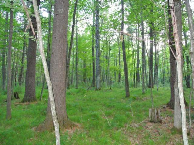 Lot 13 Grant Road Minocqua, WI 54548 - Photo 12 of 18 Gallery Image 12