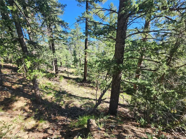 a view of a yard with plants and trees