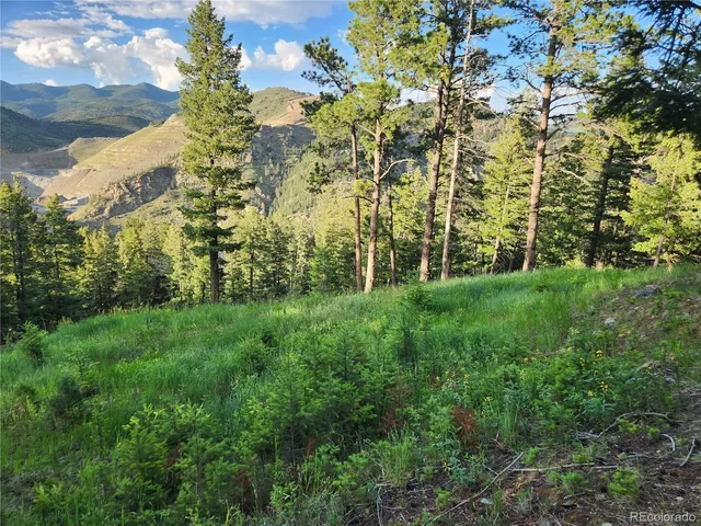 a view of a forest filled with trees