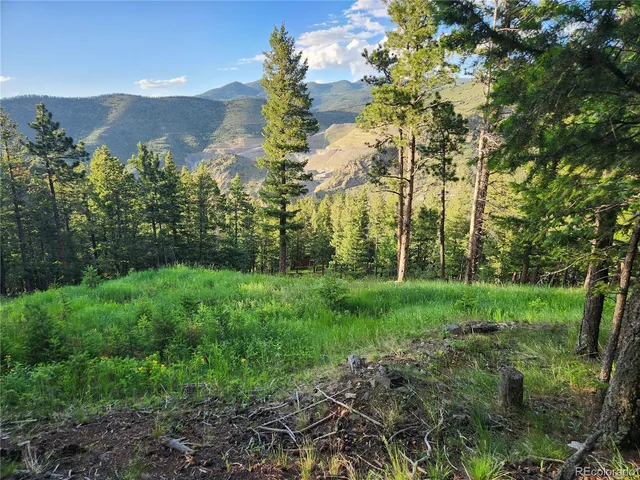a view of a forest that has large trees