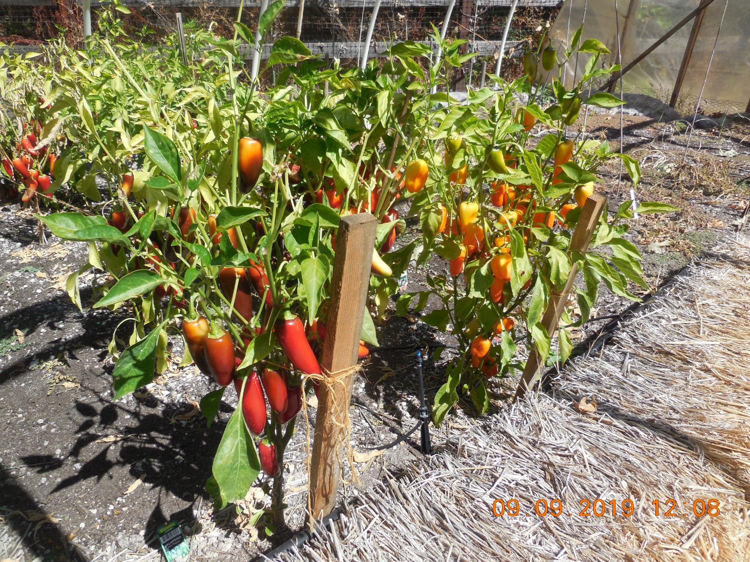 6067 Sheep Ranch Road Murphys, CA 95247 - Photo 14 of 44