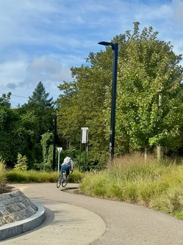 a view of a park with large trees