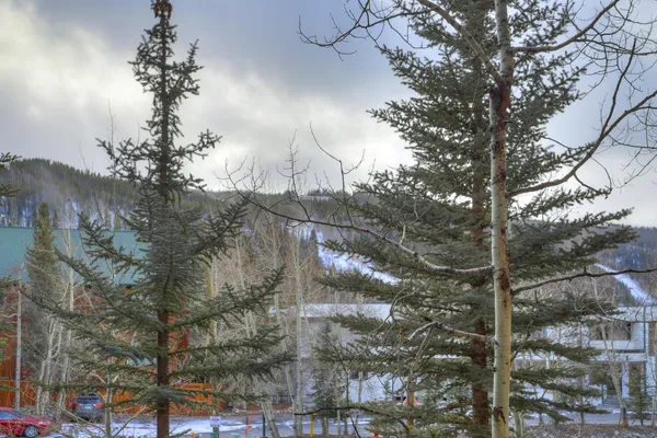 a small pool with trees in the background