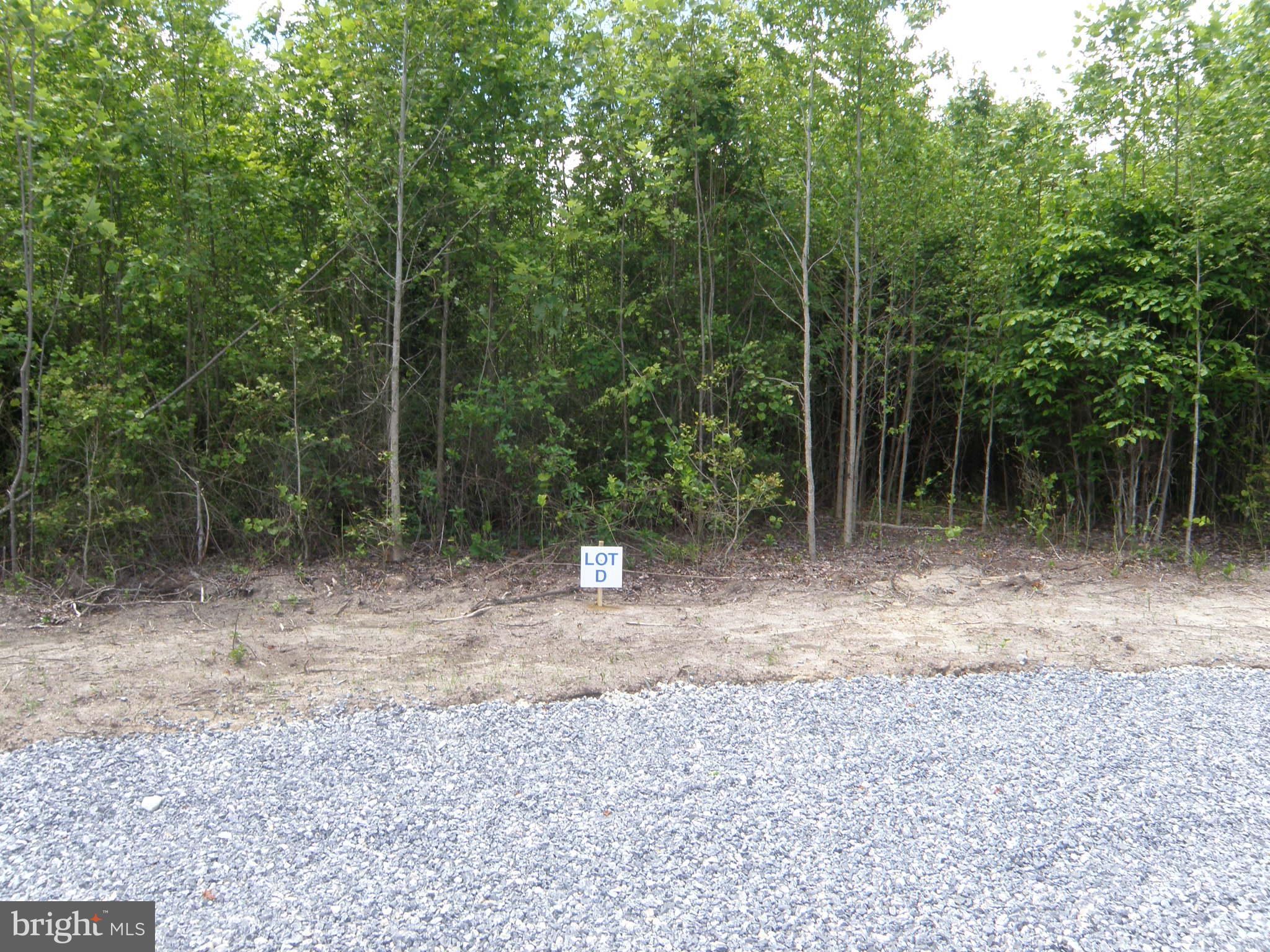 a view of a forest with trees in the background