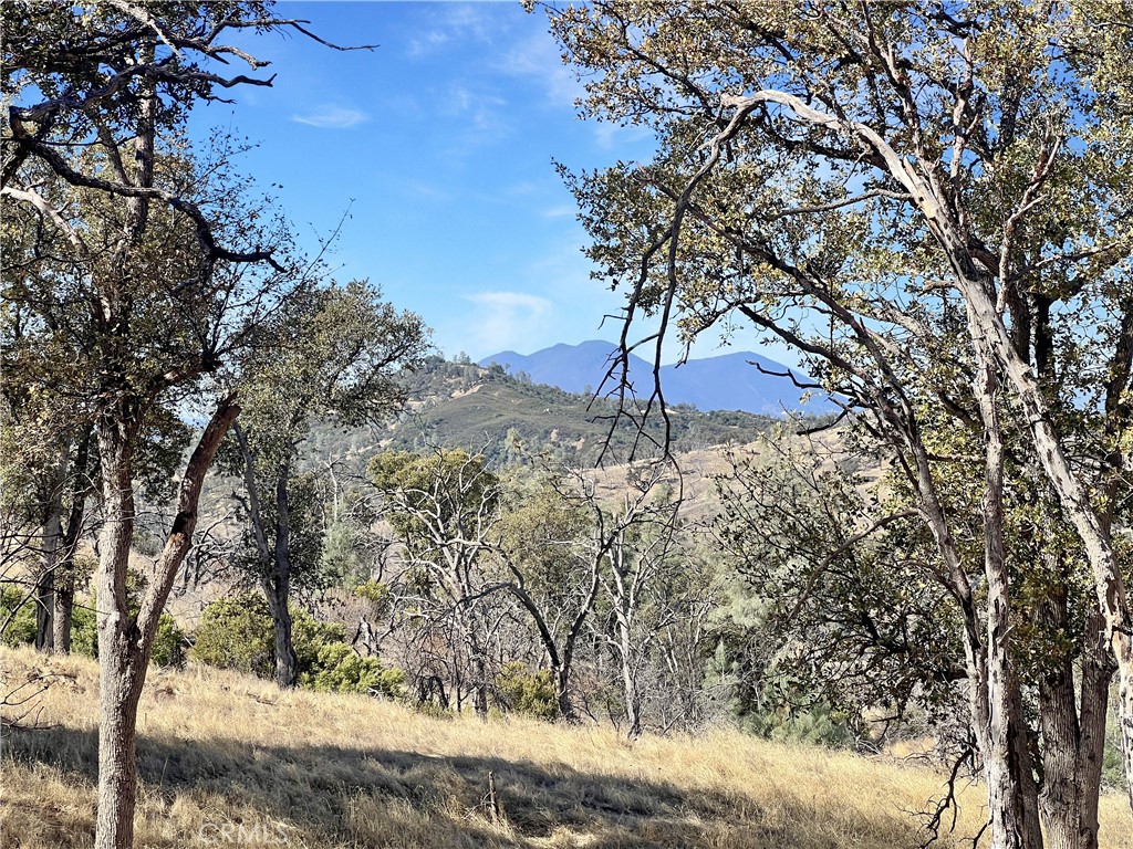 20560 Solar Ridge Road Lower Lake, CA 95457 - Photo 11 of 21 a view of a yard with plants and trees