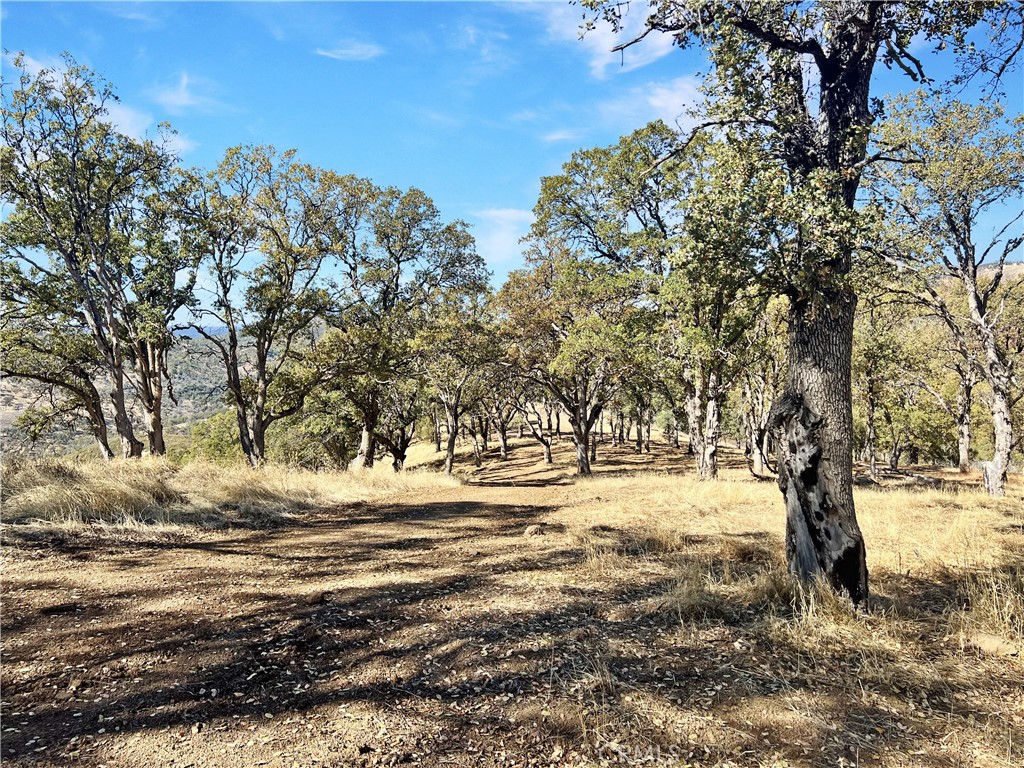 20560 Solar Ridge Road Lower Lake, CA 95457 - Photo 14 of 21 a view of a yard with trees
