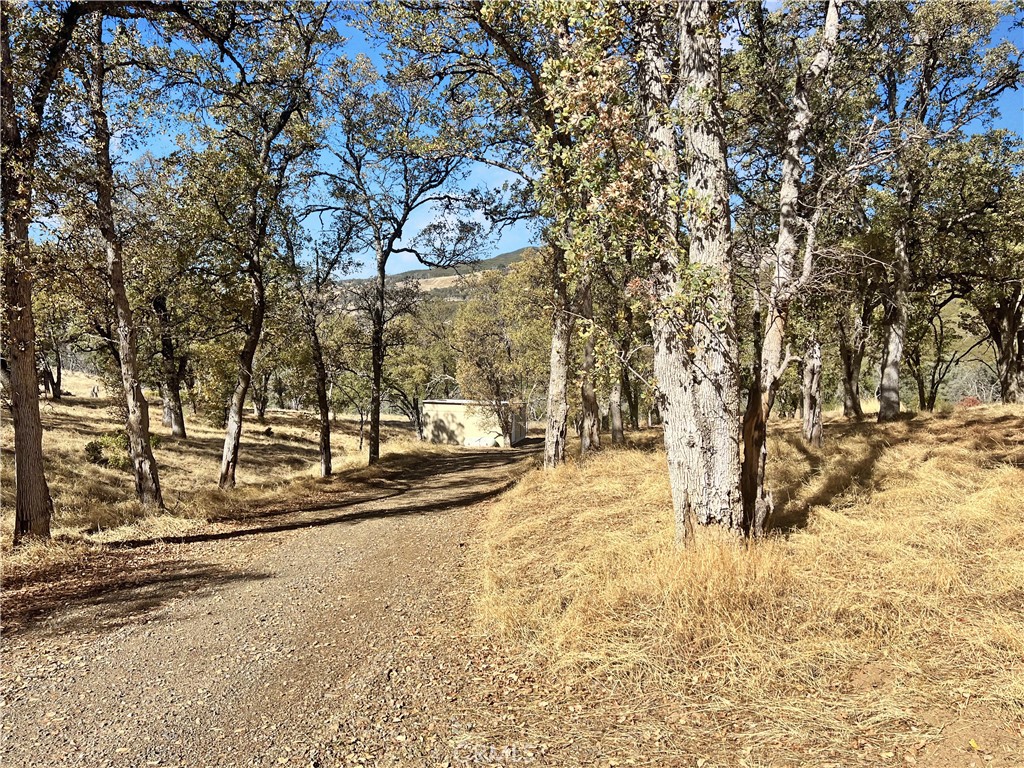 20560 Solar Ridge Road Lower Lake, CA 95457 - Photo 15 of 21 a view of a yard with large trees