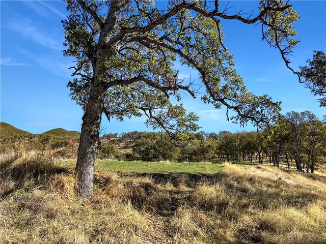 a view of a tree in a yard
