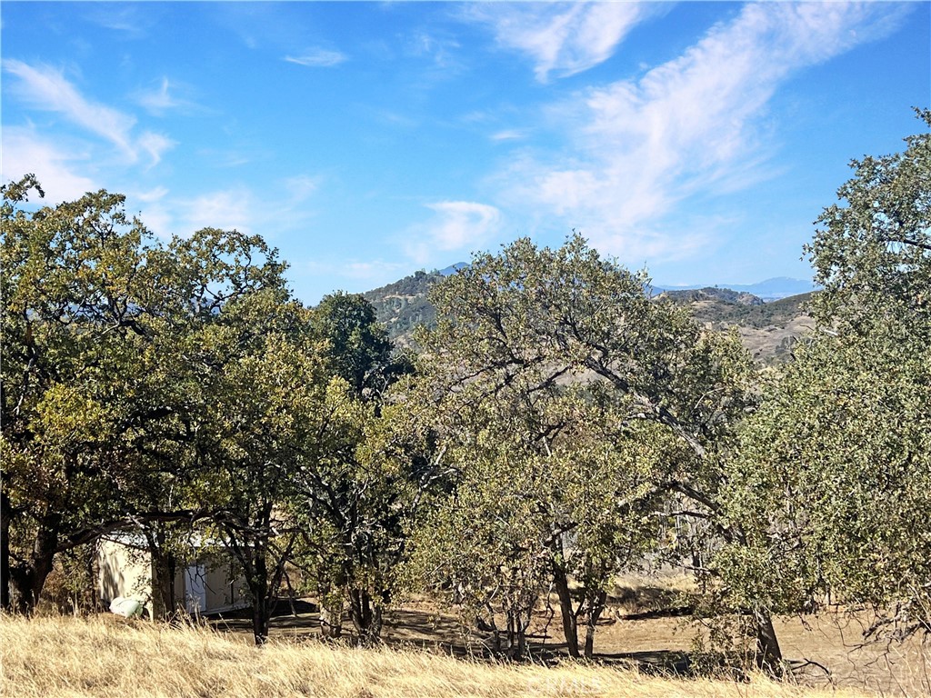20560 Solar Ridge Road Lower Lake, CA 95457 - Photo 6 of 21 a view of a large yard with lots of bushes