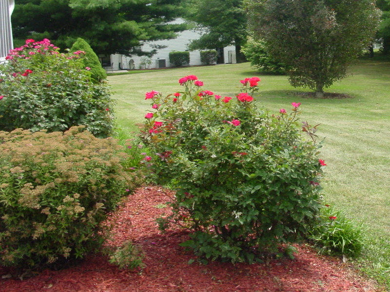 262 Oak Drive Blue Ridge, VA 24064 - Photo 21 of 33 Your Own Rose Garden