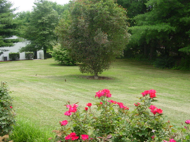 262 Oak Drive Blue Ridge, VA 24064 - Photo 22 of 33 View of right side yard